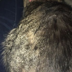 Meet your Posher, Sierra